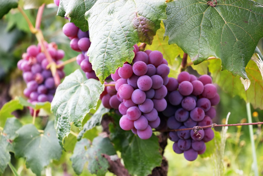 Purple grapes.