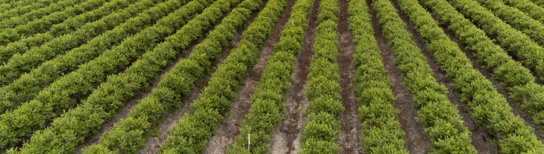 Top-down shot of a vineyard.