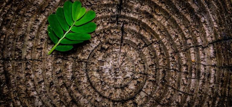 A leaf on a tree stump.